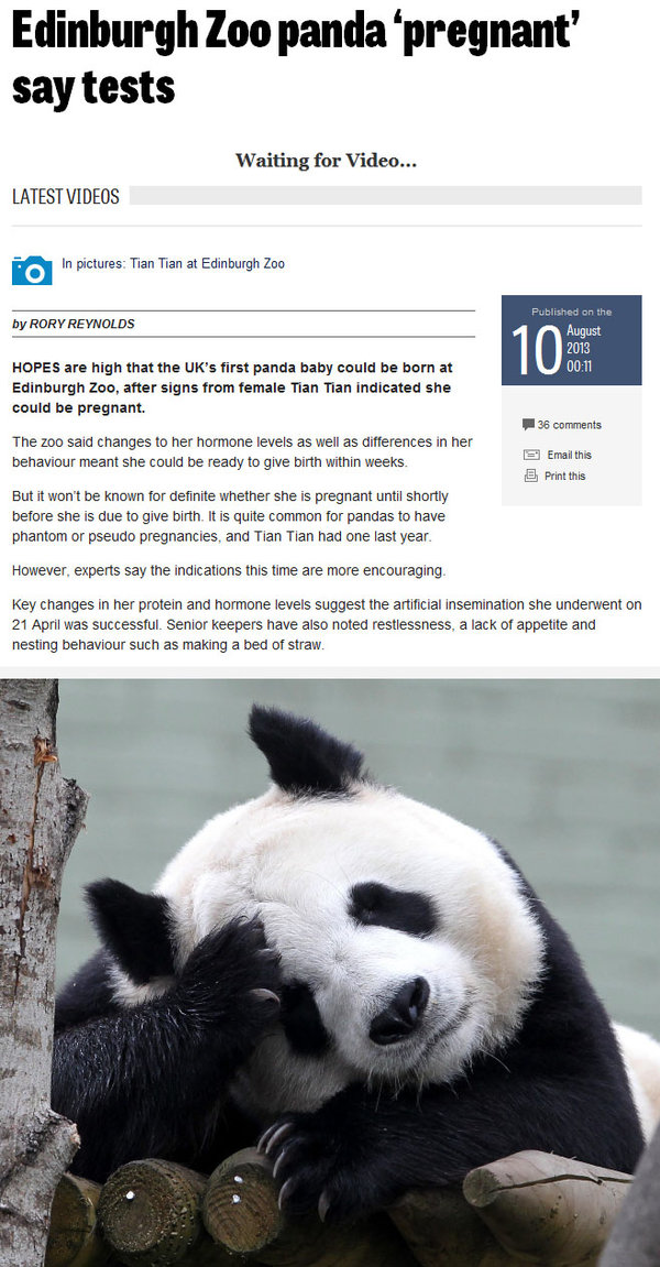 panda.jpg